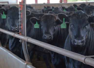 Cattle In Monoslop For Feature Image
