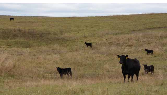 Cattle In Pasture For Web