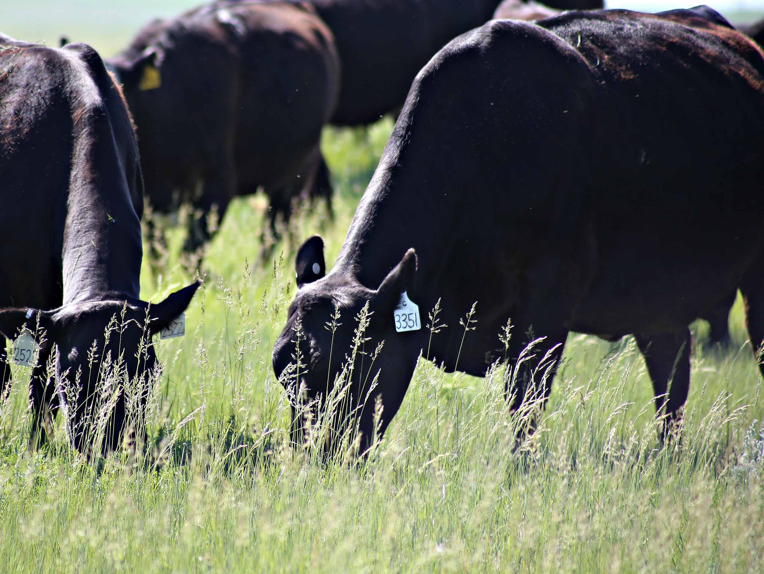 Cows Grazing Web