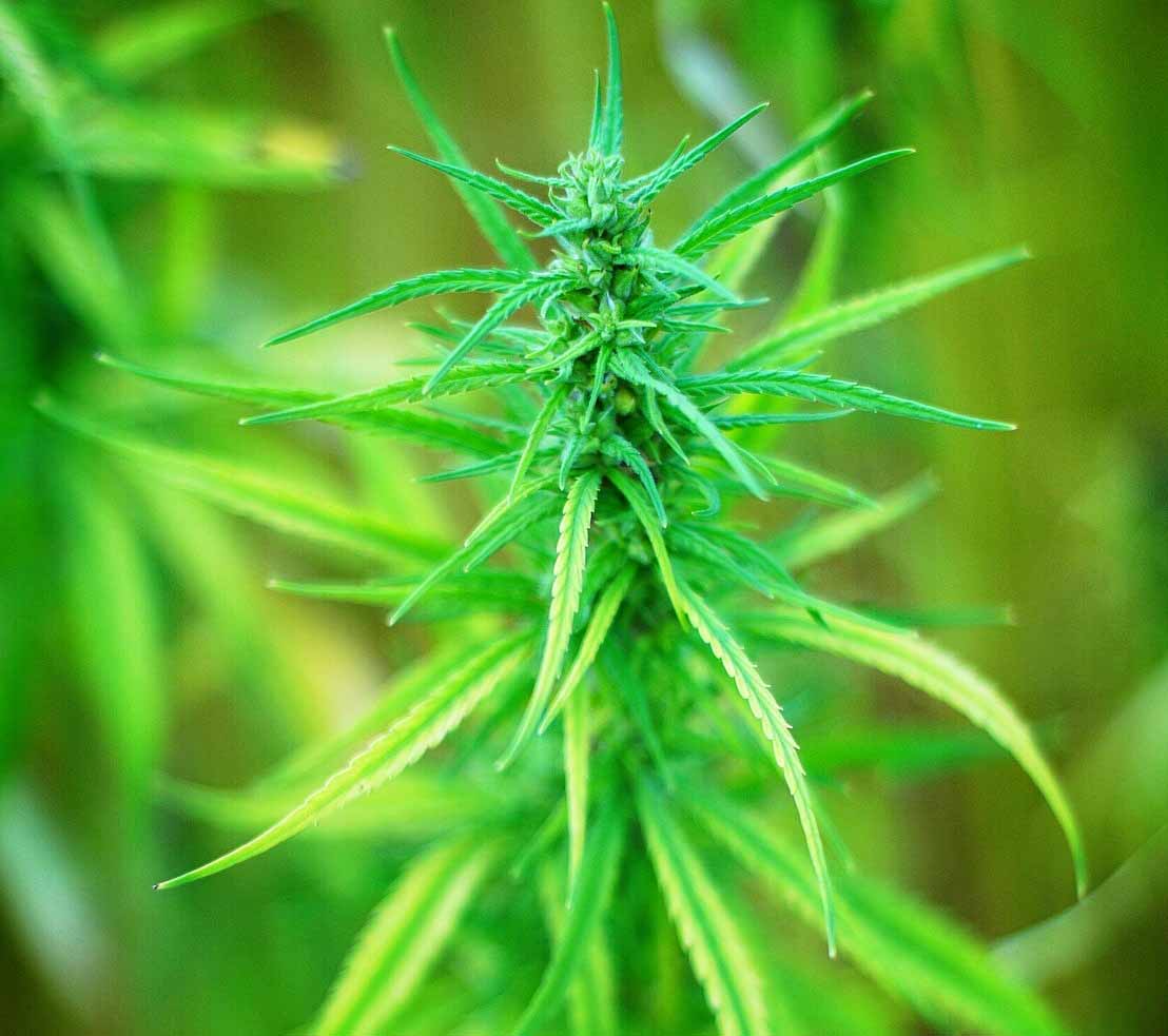Industrial Hemp Web